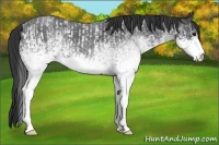 Horse Color:White Spotted Blue Roan Rabicano  and White Spotted Blue Roan Rabicano 