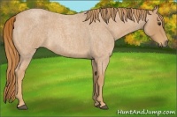 Horse Color:Red Roan Rabicano 