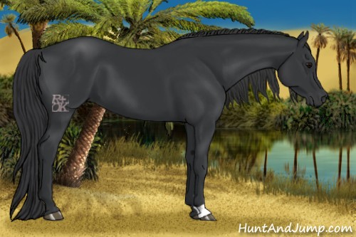 Horse Color:Black 