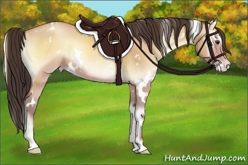 Horse Color:White Spotted Amber Champagne Onyx 