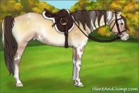 Horse Color:White Spotted Amber Champagne Onyx 