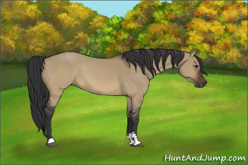 Horse Color:Brown Dun Sabino