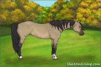 Horse Color:Brown Dun Sabino 