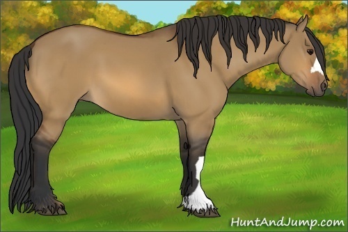 Horse Color:Bay Dun