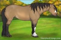 Horse Color:Bay Dun