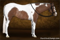 Horse Color:Silver Brown Sabino Tobiano Rabicano