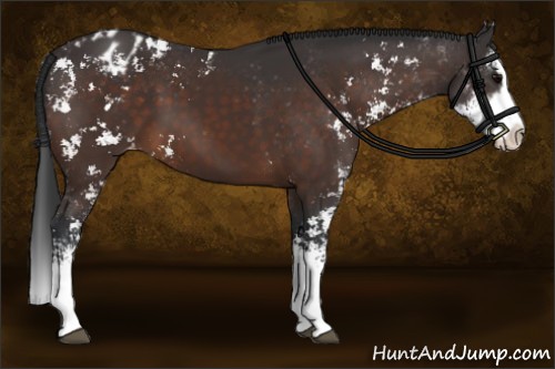 Horse Color:Brown Sabino Splash Appaloosa 