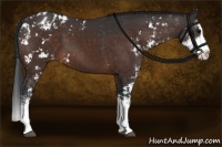 Horse Color:Brown Sabino Splash Appaloosa 