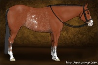 Horse Color:Brown Sabino Rabicano 