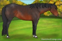 Horse Color:Brown 
