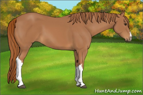 Horse Color:Chestnut 
