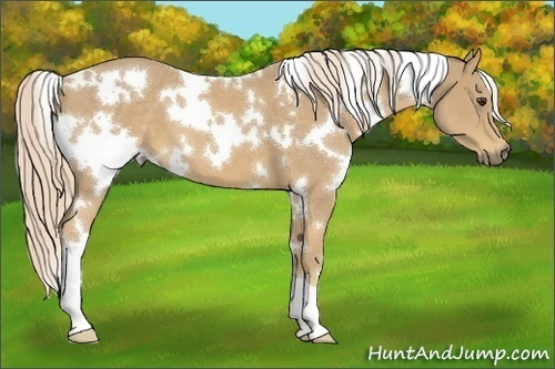 Horse Color:White Spotted Palomino 