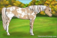 Horse Color:White Spotted Palomino