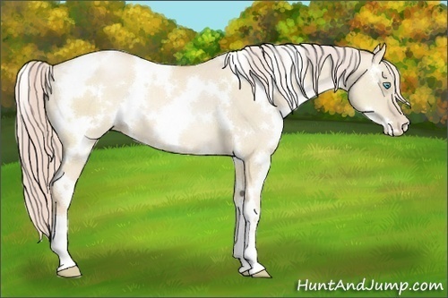 Horse Color:White Spotted Palomino Pearl Dun 