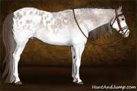 Horse Color:White Spotted Buckskin Ice Roan Appaloosa
