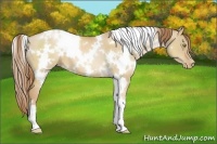 Horse Color:White Spotted Red Dun Pearl 