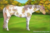 Horse Color:Nacre White Spotted Palomino