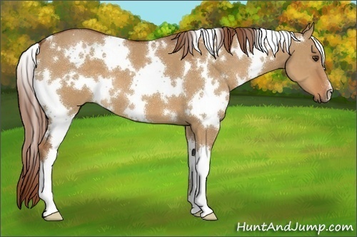 Horse Color:White Spotted Red Dun