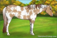 Horse Color:White Spotted Red Dun 