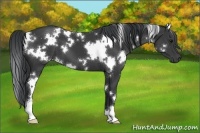 Horse Color:White Spotted Black 