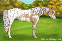 Horse Color:White Spotted Palomino Appaloosa 