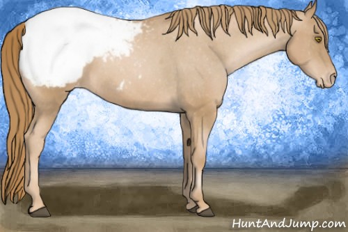 Horse Color:Chestnut Pearl Appaloosa 