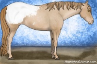 Horse Color:Chestnut Pearl Appaloosa