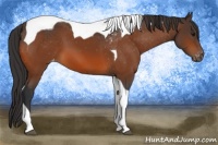 Horse Color:Bay Tobiano Appaloosa 