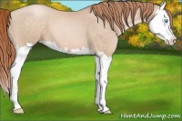 Horse Color:Buckskin Pearl Splash 