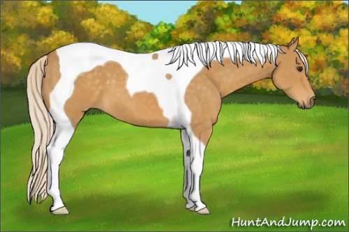 Horse Color:Palomino Tobiano 