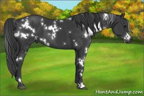 Horse Color:White Spotted Black