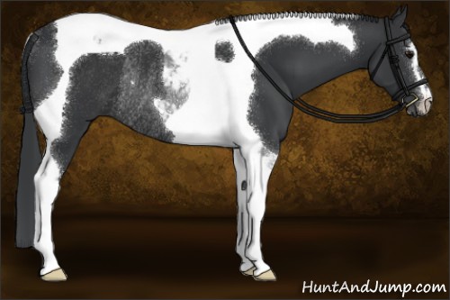 Horse Color:Black Sabino Tobiano Rabicano