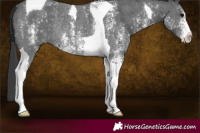 Horse Color:Black Sabino Tobiano Rabicano 