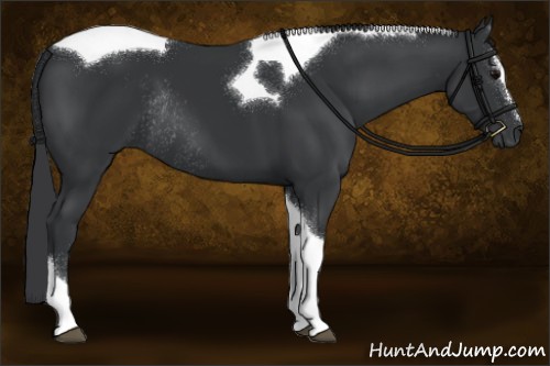 Horse Color:Black Sabino Tobiano Rabicano