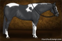 Horse Color:Black Sabino Tobiano Rabicano