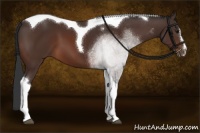 Horse Color:Brown Sabino Tobiano