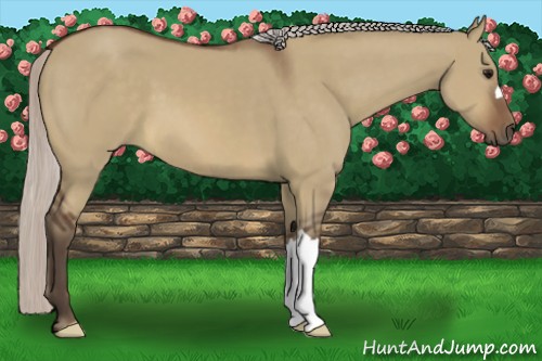 Horse Color:Silver Brown Dun