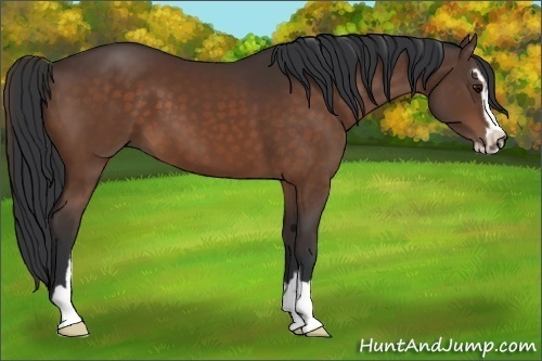 Horse Color:Brown Sabino