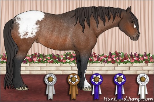 Horse Color:Bay Appaloosa Rabicano 