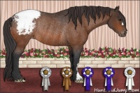 Horse Color:Bay Appaloosa Rabicano