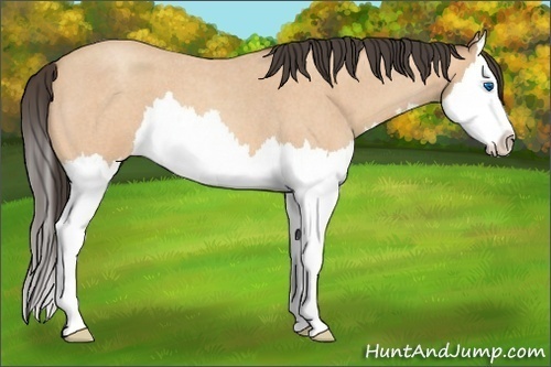 Horse Color:Amber Champagne Roan Splash