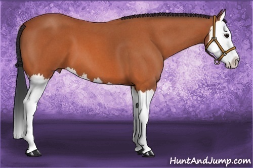 Horse Color:Bay Roan Splash