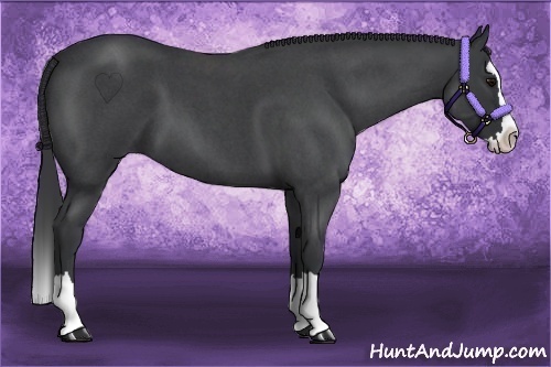 Horse Color:Blue Roan Splash 