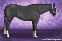 Horse Color:Blue Roan Splash 