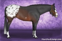 Horse Color:Brown Roan Splash Appaloosa 