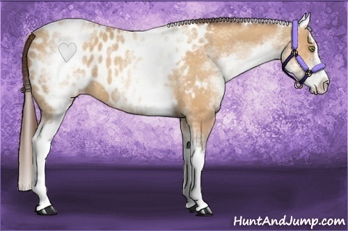 Horse Color:White Spotted Amber Champagne Splash Appaloosa
