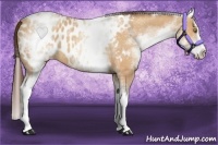 Horse Color:White Spotted Amber Champagne Splash Appaloosa 
