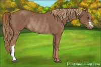 Horse Color:Chestnut Rabicano