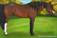 Horse Color:Brown 