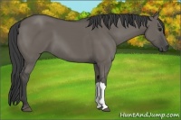 Horse Color:Smoky Grullo
